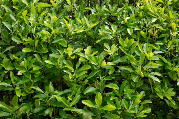 Zbliżenie zielonych liści euonymus japonicus microphyllus lato naturalne tło liści celstraceae