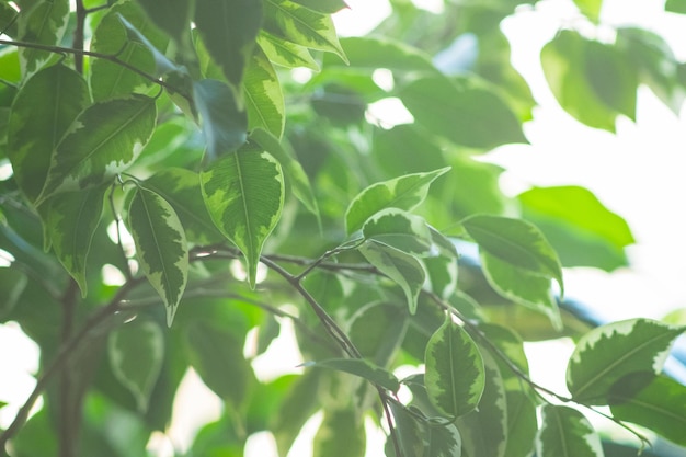 Zbliżenie zielonych liści figowca