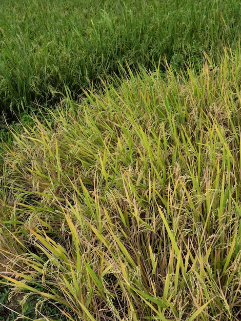 Zbliżenie zielonych liści i roślin w naturze