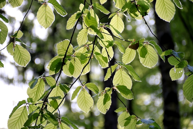 Zdjęcie zbliżenie zielonych liści na gałęzi drzewa