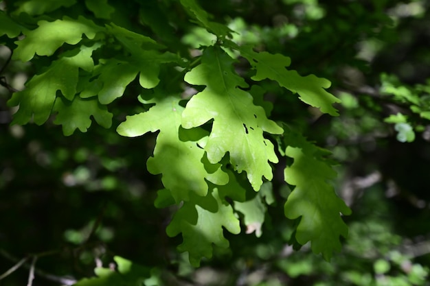 Zdjęcie zbliżenie zielonych liści na roślinie