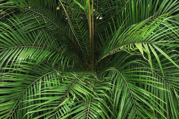 Zbliżenie zielonych liści palmowych w tropikalnym lesie