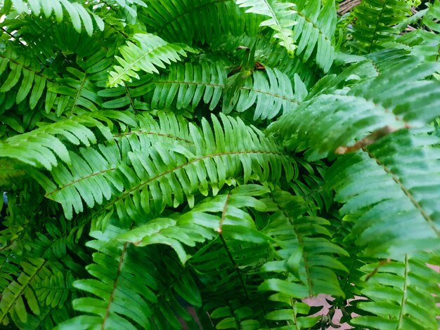 Zbliżenie Zielonych Liści Rocznika Tło Piękna Przyroda Tonowanie Wiosna Natura Projekt Słońce Roślina