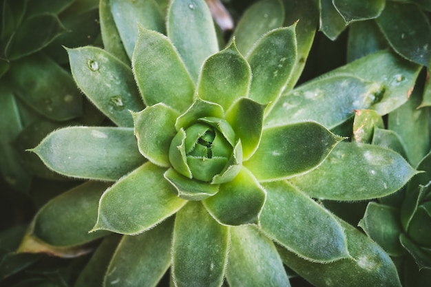 Zbliżenie Zielonych Liści Soczystej Rośliny Sempervivum