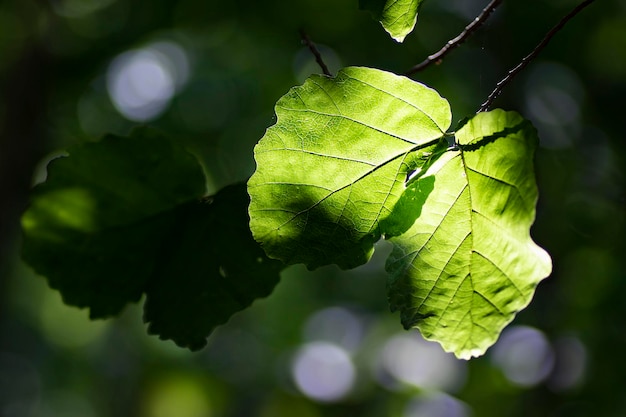 Zdjęcie zbliżenie zielonych liści