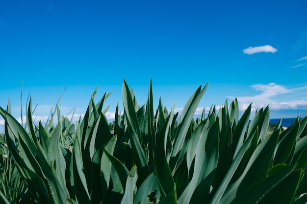 Zdjęcie zbliżenie zielonych roślin na tle niebieskiego nieba
