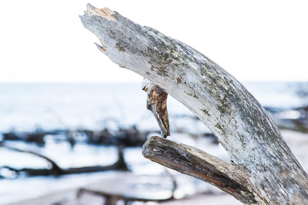 Zbliżenie złamanej gałęzi Driftwood na piaszczystym brzegu morza