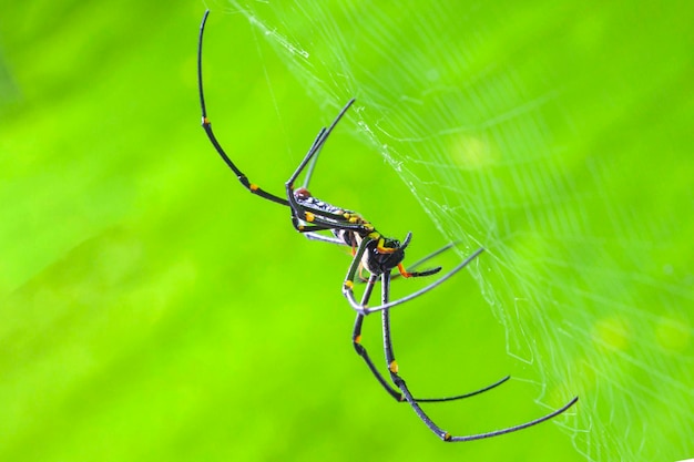 zbliżenie złotego pająka tkacza wiszącego na sieci na tle rozmytych zielonych liści
