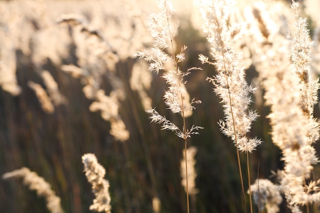 Zbliżenie złotej trawy pampasowej z promieniami słońca minimalistyczny naturalny skład na zewnątrz suchy