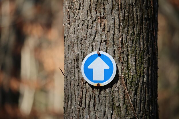 Zdjęcie zbliżenie znaku na pniu drzewa
