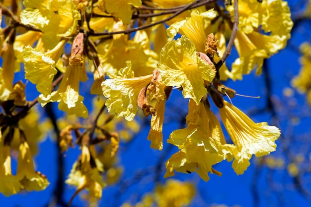 Zdjęcie zbliżenie żółci lapacho kwiaty, ipe
