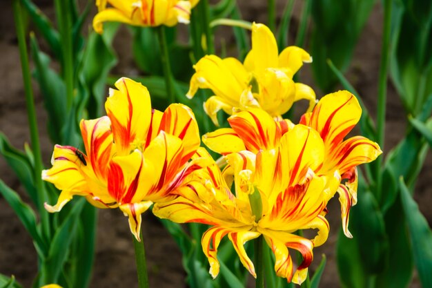 Zbliżenie żółte I Czerwone Tulipany W Rozkwicie. Letni Krajobraz Ogrodu. Otwórz żółty I Czerwony Kwiat Tulipan Kwiat W Ogrodzie. Uljanowsk, Rosja.