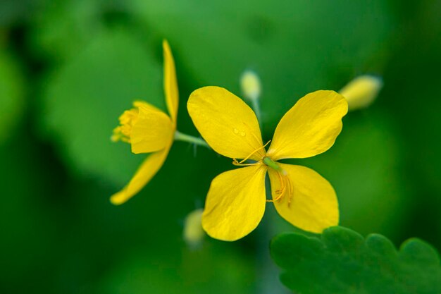 Zbliżenie żółtego dzikiego kwiatu podkreślającego świeżość piękna natury i zieloną makrofotografię