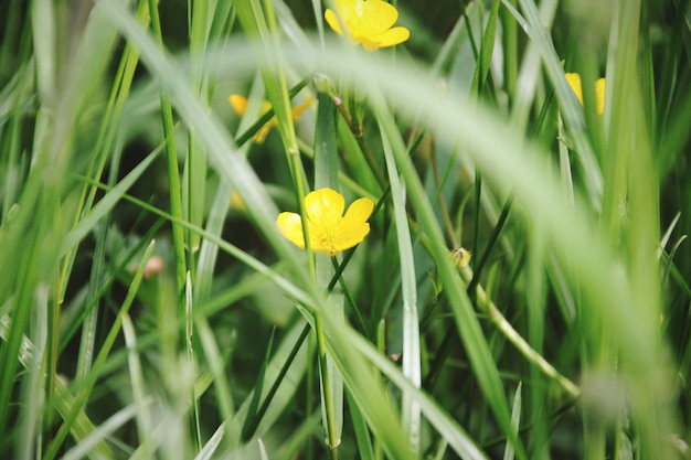 Zdjęcie zbliżenie żółtego krokusu kwitnącego na świeżym powietrzu