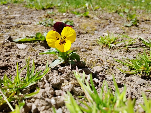 Zdjęcie zbliżenie żółtego kwiatu kwitnącego na polu