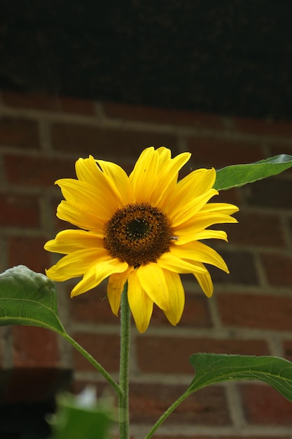 Zdjęcie zbliżenie żółtego kwiatu kwitnącego na świeżym powietrzu