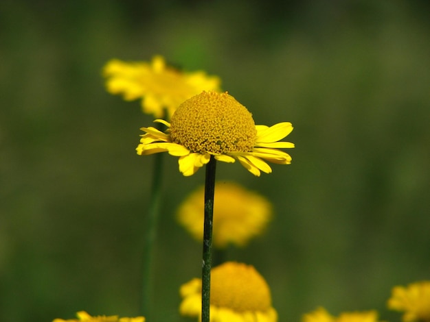 Zbliżenie żółtego kwiatu kwitnącego na świeżym powietrzu