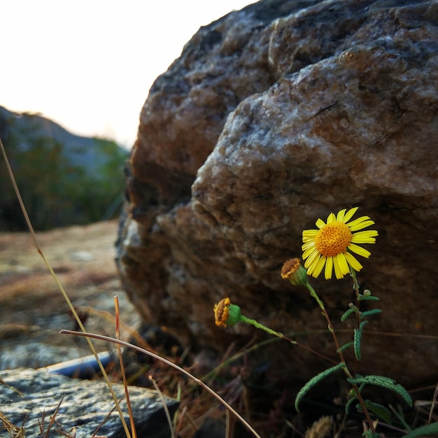 Zdjęcie zbliżenie żółtego kwiatu kwitnącego przy skale