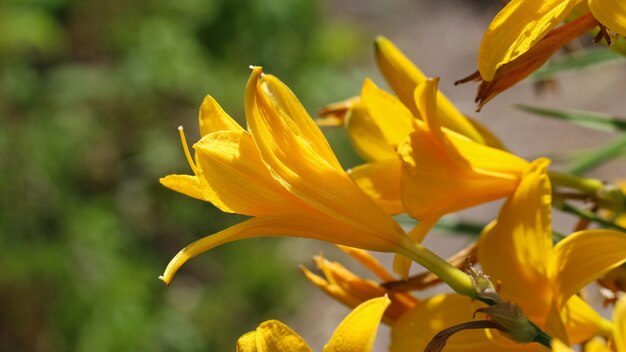 Zbliżenie żółtego Kwiatu Lilii Na Rozmytym Zielonożółtym Tle Ogrodu