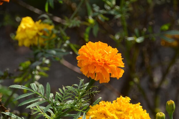 Zdjęcie zbliżenie żółtego kwiatu marigold