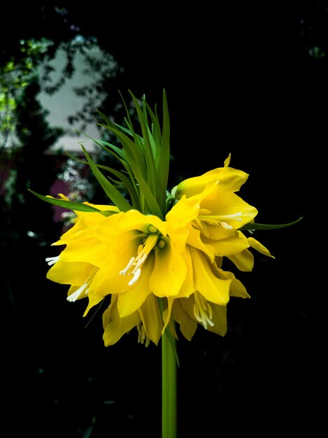 Zbliżenie żółtego kwiatu na czarnym tle