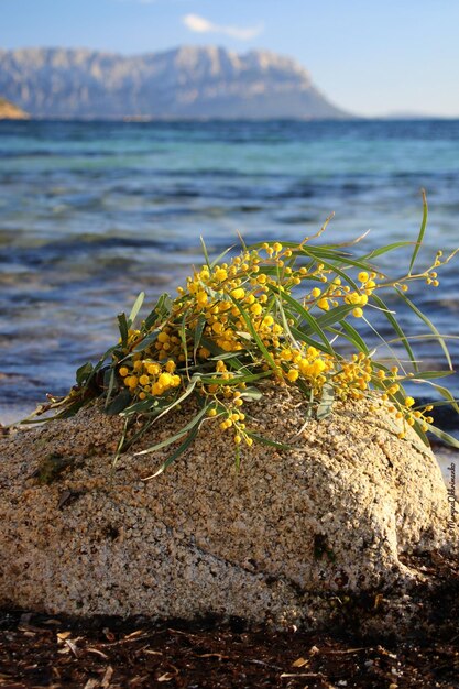Zdjęcie zbliżenie żółtego kwiatu na skale nad morzem