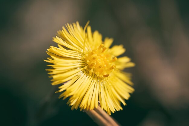 Zdjęcie zbliżenie żółtego kwiatu