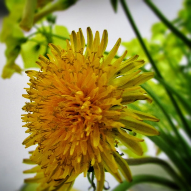 Zdjęcie zbliżenie żółtego kwiatu