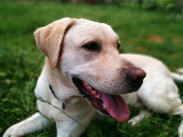 Zbliżenie żółtego labradora wyciągającego język podczas odpoczynku na trawiastym polu