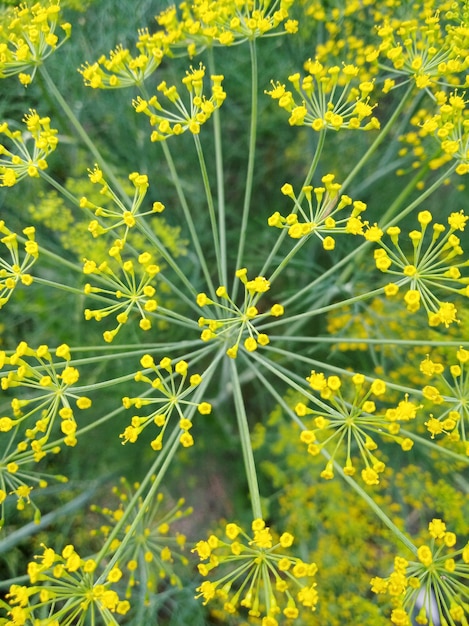 Zdjęcie zbliżenie żółtej rośliny kwitnącej na polu