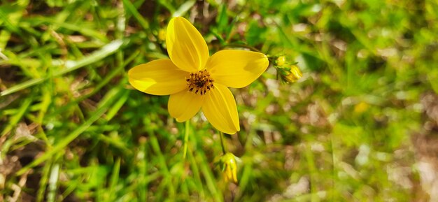 Zbliżenie żółtej rośliny kwitnącej na polu