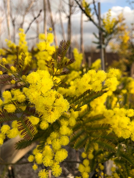 Zdjęcie zbliżenie żółtej rośliny kwitnącej na polu