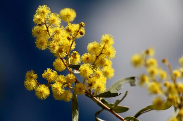 Zdjęcie zbliżenie żółtej rośliny kwitnącej na tle nieba