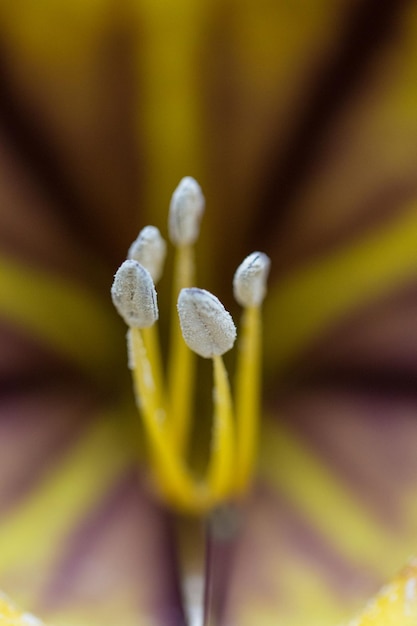 Zdjęcie zbliżenie żółtej rośliny kwitnącej