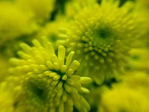 Zdjęcie zbliżenie żółtej rośliny kwitnącej