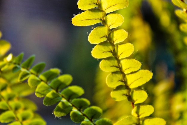 Zdjęcie zbliżenie żółtej rośliny