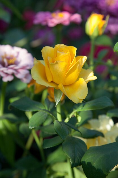 Zdjęcie zbliżenie żółtej róży