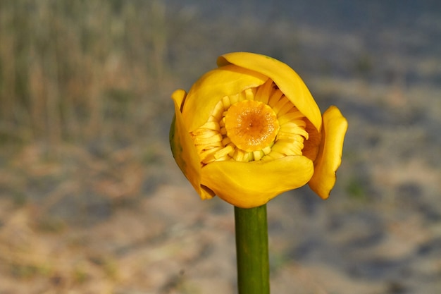 Zbliżenie żółtej żarówki tulipana selektywnej ostrości niewyraźne tło