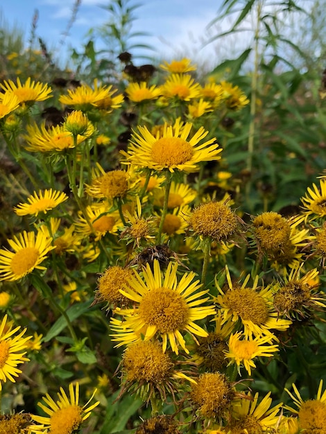 Zdjęcie zbliżenie żółto kwitnących roślin na polu