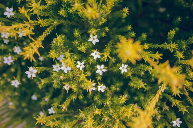 Zdjęcie zbliżenie żółto kwitnących roślin na polu