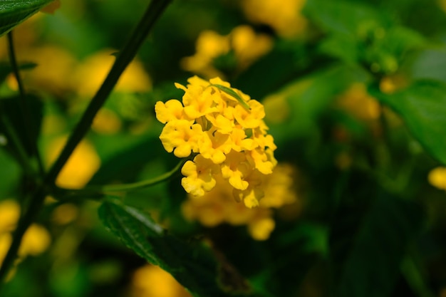 zbliżenie żółty kwiat lantana camara. Rodzina Verbenaceae w tropikach. naturalne tło.