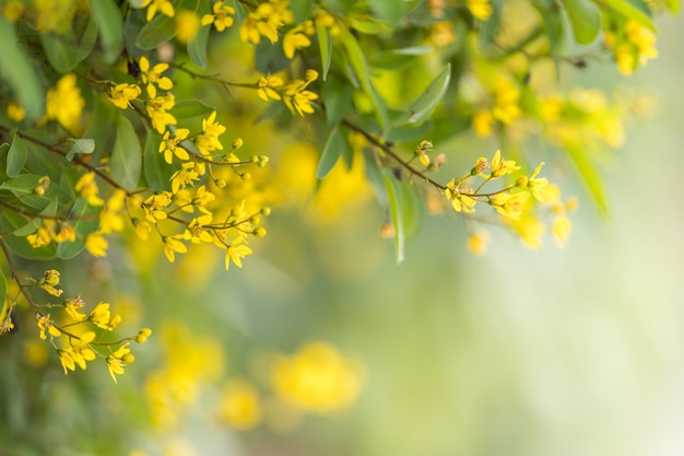 Zbliżenie żółty kwiat na zamazanej zieleni