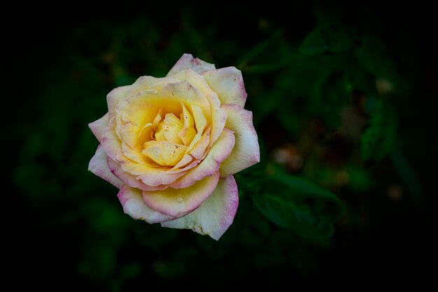 Zbliżenie żółty kwiat róży
