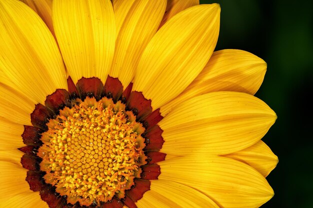 Zbliżenie żółty kwiat
