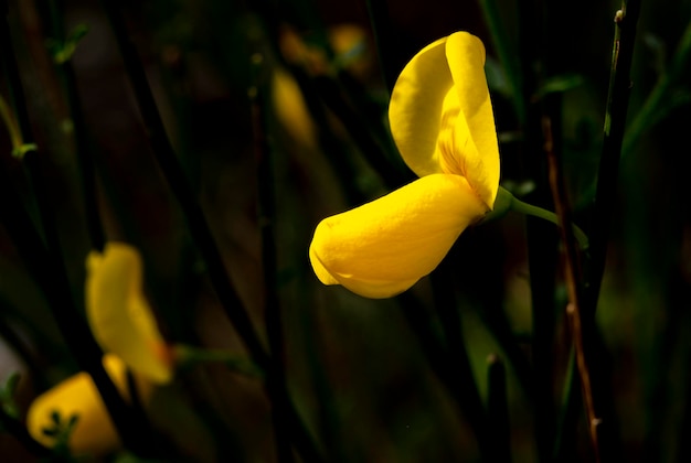 Zbliżenie żółtych kwiatów Cytisus scoparius pospolitej miotły lub miotły szkockiej Family Fabaceae Spring