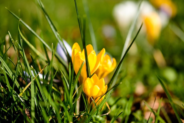 Zdjęcie zbliżenie żółtych kwiatów krokusów na polu