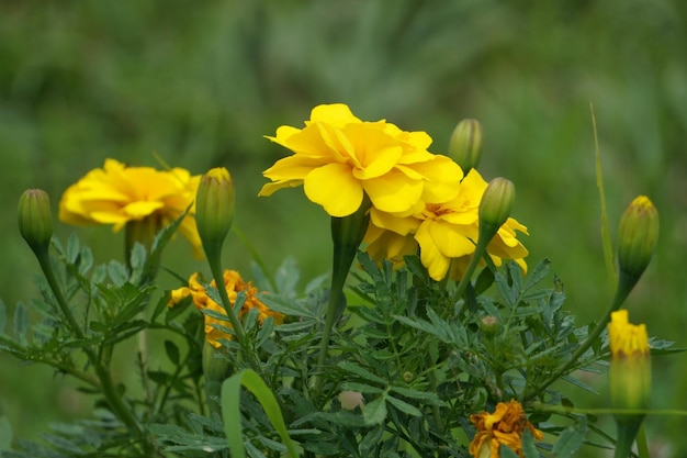 Zdjęcie zbliżenie żółtych kwiatów kwitnących na polu