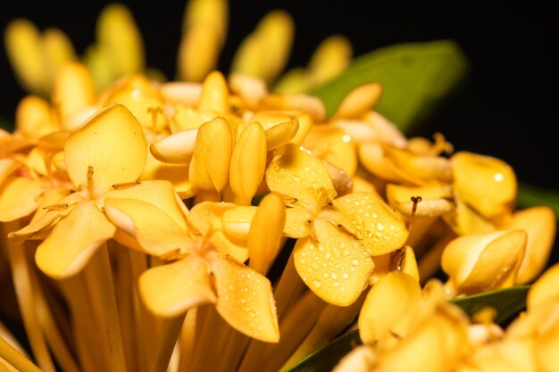 Zdjęcie zbliżenie żółtych kwiatów na czarnym tle