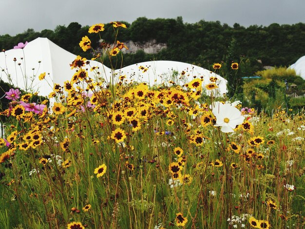 Zdjęcie zbliżenie żółtych kwiatów na polu