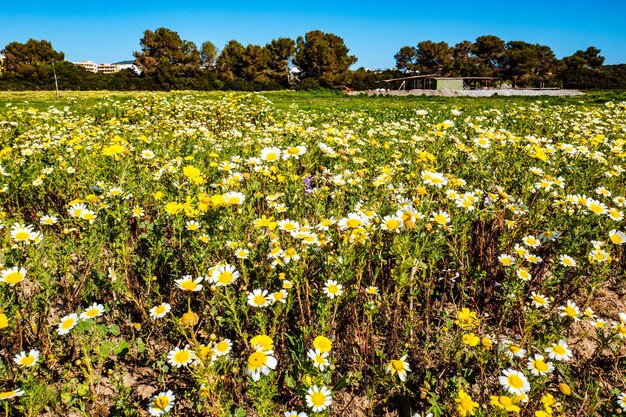 Zdjęcie zbliżenie żółtych kwiatów rosnących na gospodarstwie